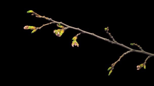 Floreciente Sakura Cerezo Japonés Lapso Tiempo Con Canal Alfa — Vídeos de Stock