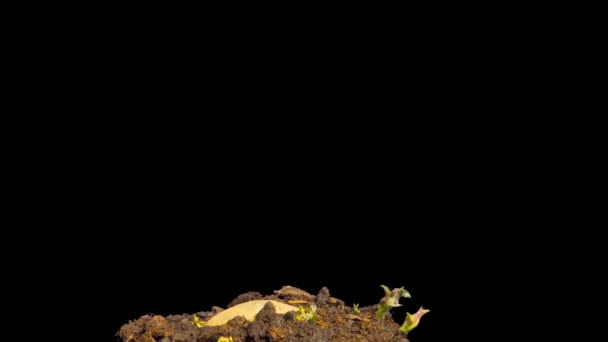 Potatoes Growing Time Lapse Alpha Channel — Stock Video