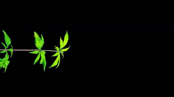 Cannabis Groddar Växer Snabbt Time Lapse Med Alpha Matte — Stockvideo