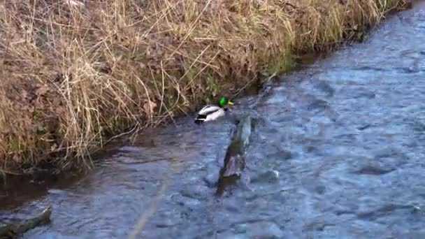 アヒルは川で泳ぎ それから飛び去る — ストック動画