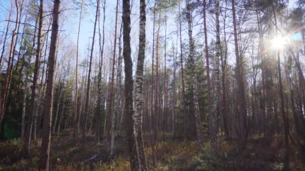 Sun Och Spring Forest — Stockvideo