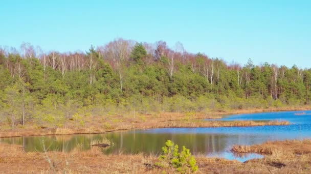 森林湖 春天的沼泽 — 图库视频影像