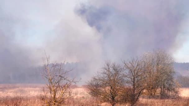 Burning Torrt Gräs Våren — Stockvideo