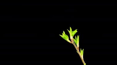 Yeşil yapraklar çiçek açar, alfa kanalı ile zaman atlamalı