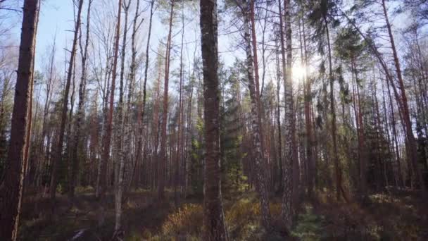 太陽と春の森 — ストック動画