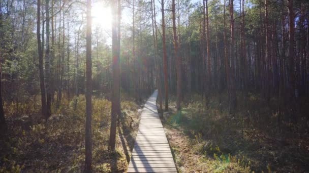 Ścieżka Chodu Przez Las Wiosenny — Wideo stockowe