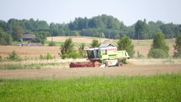 Vilnius Litvanya Yaklaşık Temmuz 2019 Bir Birleştirmek Hasat Olgun Buğday — Stok video