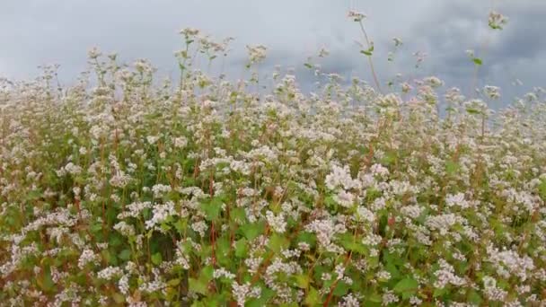 Bidang Buckwheat Berbunga Menembak Dengan Steadicam — Stok Video