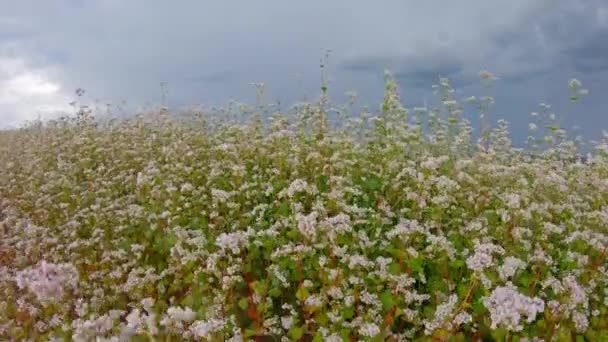 Field Flowering Buckwheat Shooting Steadicam — Stock Video