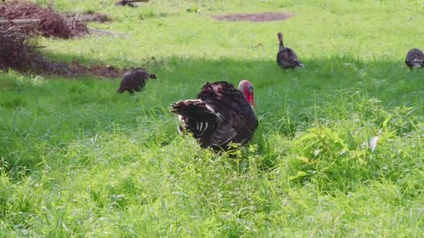 Turkeys Geese Graze Lawn — Stock Video