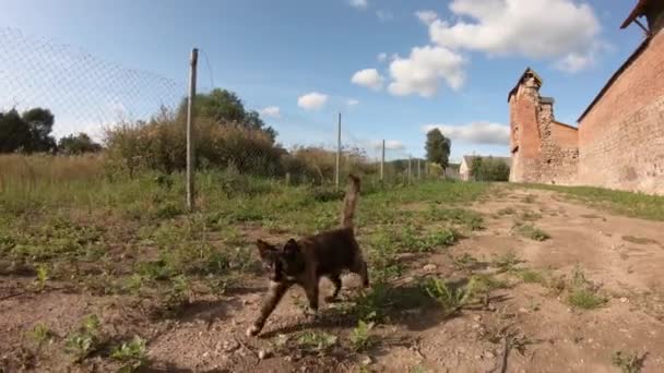 Bir Kedi Yavrusu Yerde Yürür Bir Steadicam Kullanarak Filme — Stok video