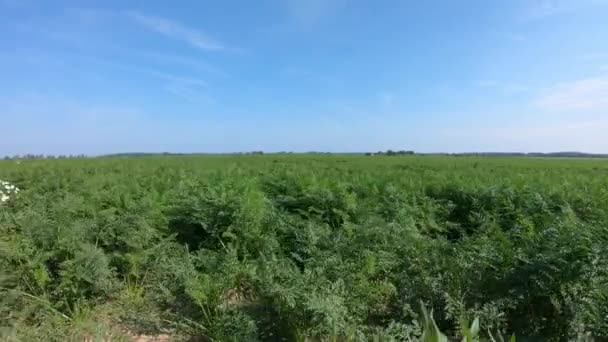 Campo Plantado Con Zanahoria Disparado Con Steadicam — Vídeos de Stock