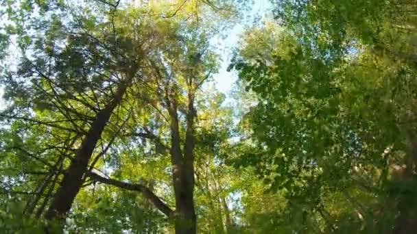 Spaziergang Durch Den Schönen Wald Blick Nach Oben Schwebestativ — Stockvideo