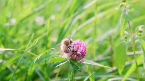 Bumblebee Samlar Nektar Från Klöver Blomma Slow Motion — Stockvideo