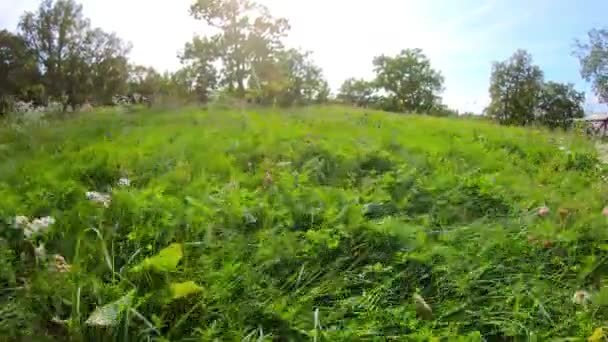 緑の芝生の上を飛ぶ ステディカム — ストック動画