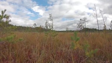 Sonbaharda bataklık, dengeli atışlar.