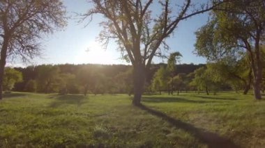 Elma bahçesi sonbaharda ve güneş rüzgardan vururken
