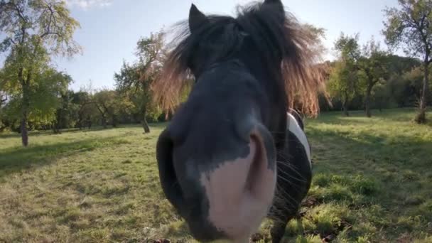 Curioso Pony Oliendo Cámara — Vídeos de Stock