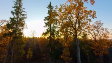 Sonbahar ormanı ve güneş buharlaşır.