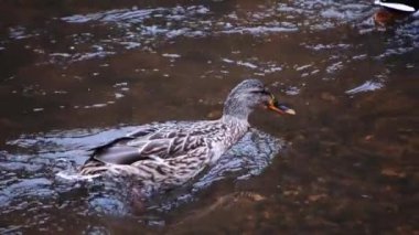 Ördek hızlı bir nehir boyunca yüzer, ağır çekimde.