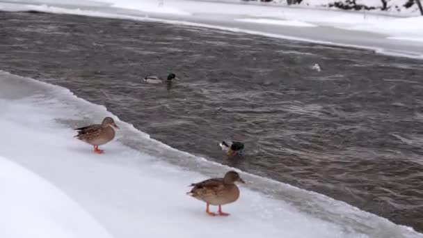 Canard Nage Long Une Rivière Rapide — Video