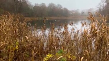 Kuğular bir gölde kışı geçirir, sürekli ateş eder.