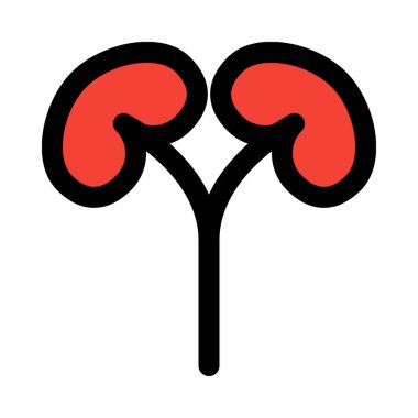 Böbrekler, fasulye şekilli organ, tıp vektör simgesi