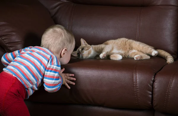 küçük çocuk ve kedi birbirinize bakın