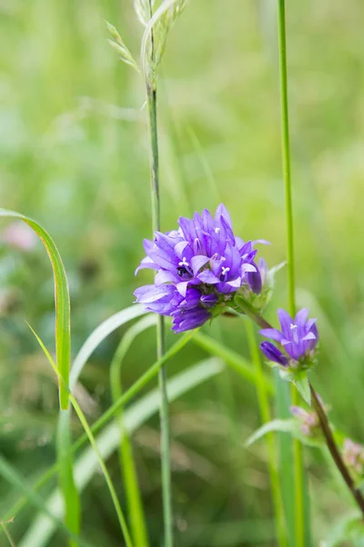 Purple Field Flower Insect Middle Grass — Stock Photo, Image