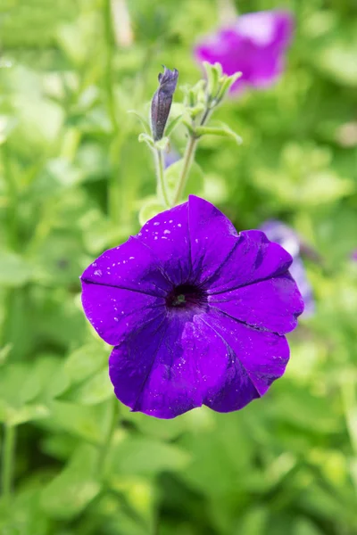 Purple Garden Flower Raindrops Summer Day — Stock Photo, Image