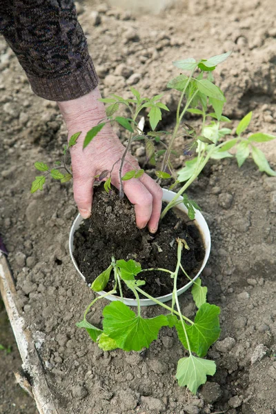 Gammal Kvinnas Hand Med Tomat Plantor Våren — Stockfoto