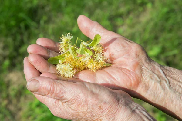 Mormor Håller Lime Blomma Händerna Utomhus — Stockfoto