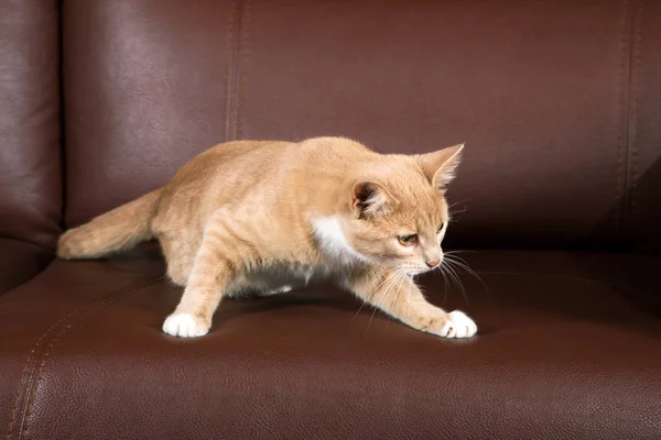 Vörös Hajú Cica Próbál Leugrik Egy Barna Kanapé — Stock Fotó