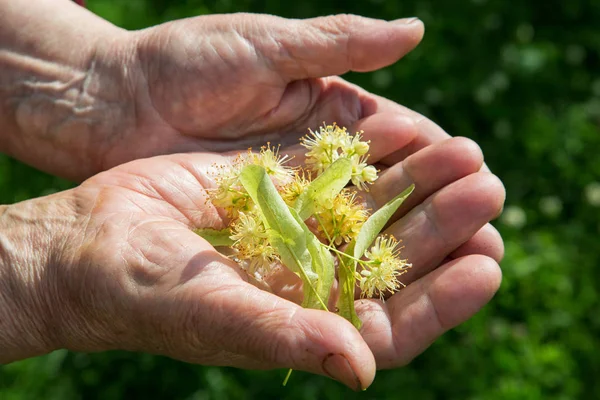 Mormor Håller Lime Blomma Händerna Utomhus — Stockfoto