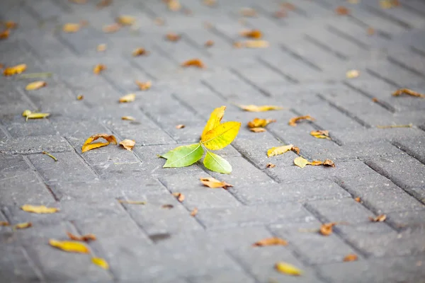 Żółty Autumn Listowie Brukowej Ulicy Zbliżenie — Zdjęcie stockowe