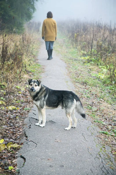 Abandoned Dog Woman Leaving Her Foggy Morning — Stock Photo, Image