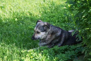 köpek çalılar gölgesinde yaz çim üzerinde yatıyor