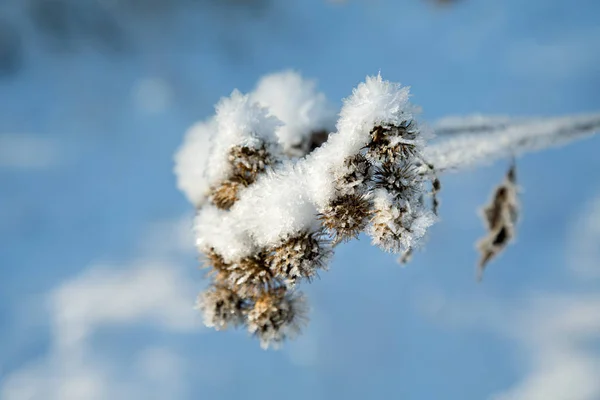 Thistle Covered Snow Sunny Winter Day Close — Stock Photo, Image