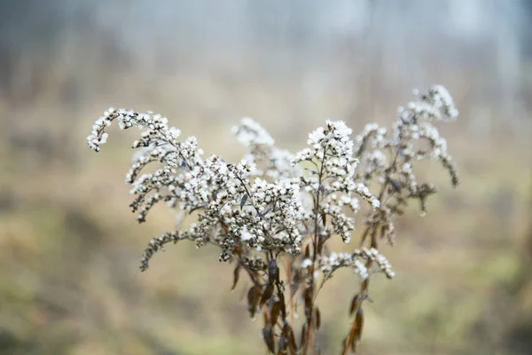Autumn plant in the fog with a small depth of field — Stock Photo, Image