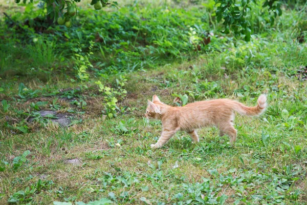 V letním dnu lov na zahradě v červené koťce — Stock fotografie