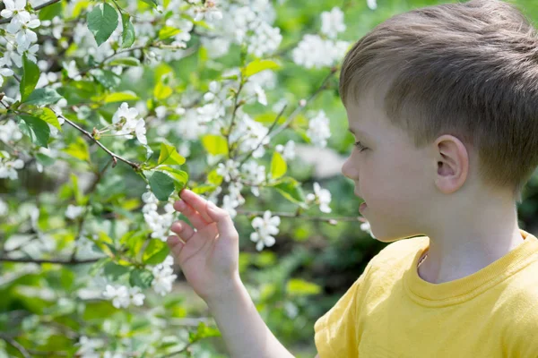 Niño en flores de cerezo en un día de primavera — Foto de Stock