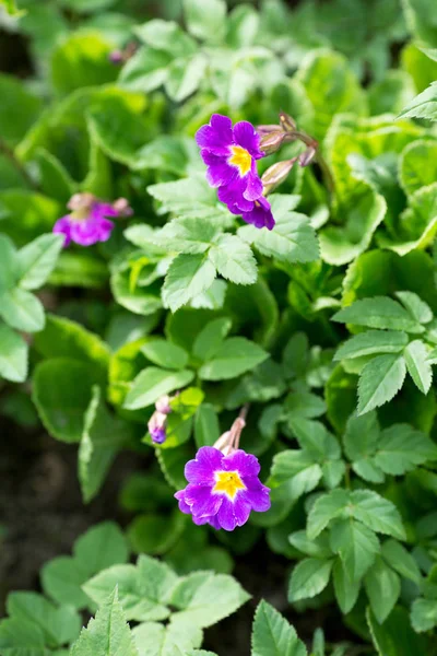 Purple wildflowers in spring afternoon on green grass — Stock Photo, Image