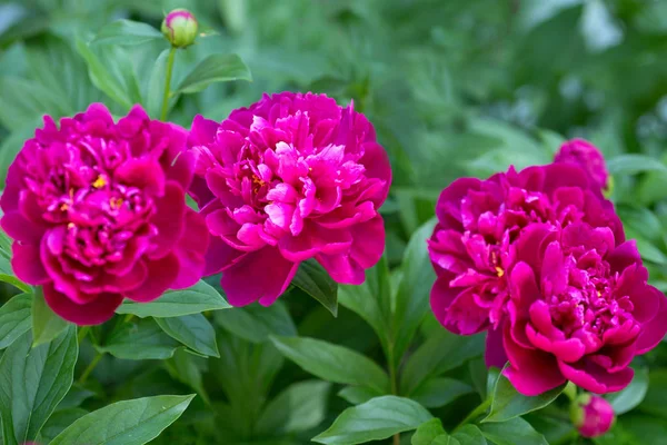 Red peonies in a flowerbed on a summer day close up — Stock Photo, Image