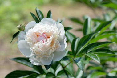 bir yaz gününde bahçede bir yatakta beyaz şakayık