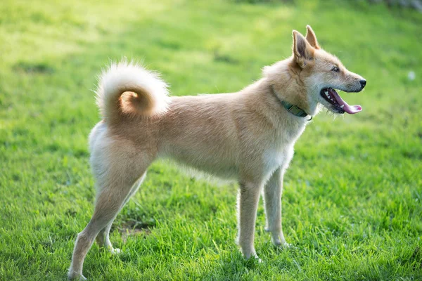 Gyömbér kutya áll kinyújtott nyelv a háttérben a zöld g — Stock Fotó