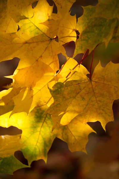 Abstraktion gelber Blätter an einem Herbsttag auf verschwommenem Hintergrund — Stockfoto