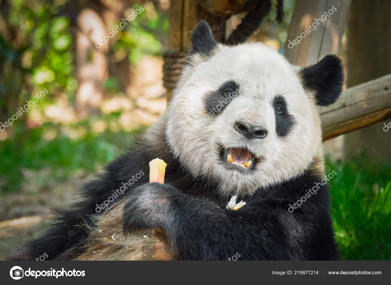 Oso Panda Gigante en China — Foto de stock ...