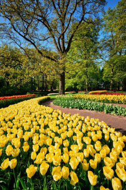 Netherlan, Keukenhof çiçek bahçesinde çiçek açan laleler.