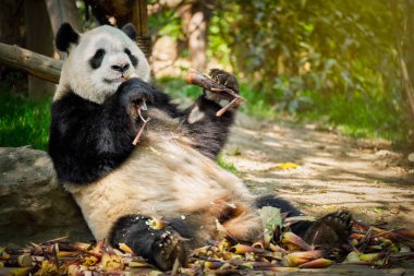 Çin'deki Dev Panda ayısı