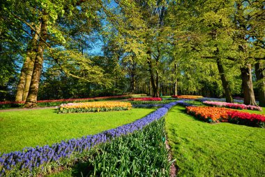 Netherlan, Keukenhof çiçek bahçesinde çiçek açan laleler.